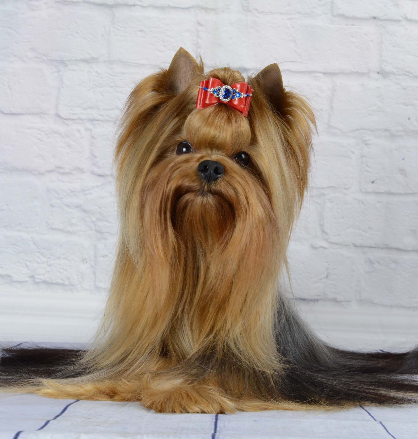 SVETSTYLE AMAZ — Labaza DogPedigree YorkshireTerrier